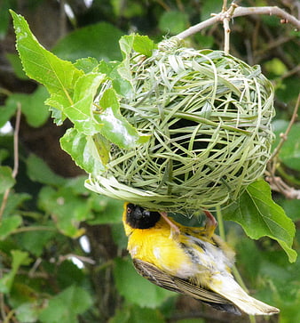 Yellow Weaver Bird Building Intricate Grass Nest