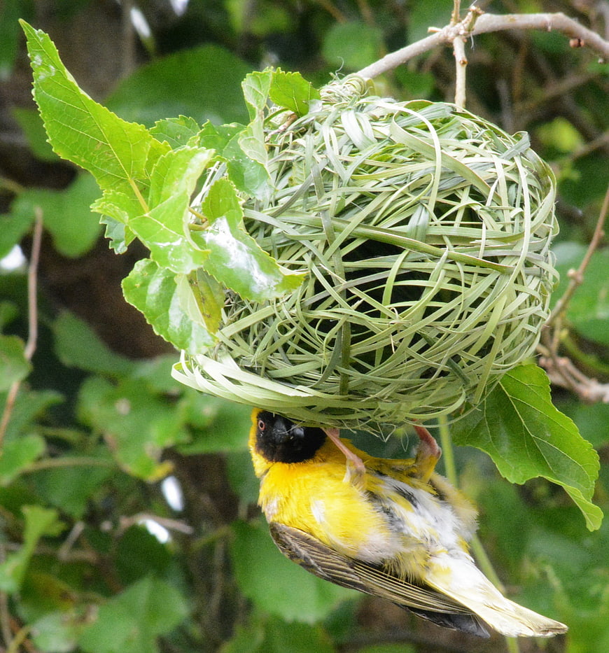 Yellow Weaver Bird Building Intricate Grass Nest
