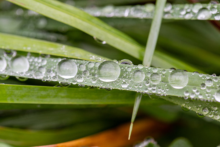 Macro Close-Up of Green Grass Blades with Dew Drops