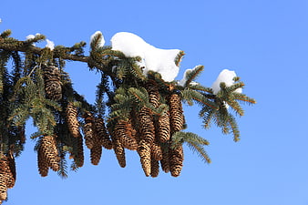 Snow-covered spruce branch with pine cones against blue sky