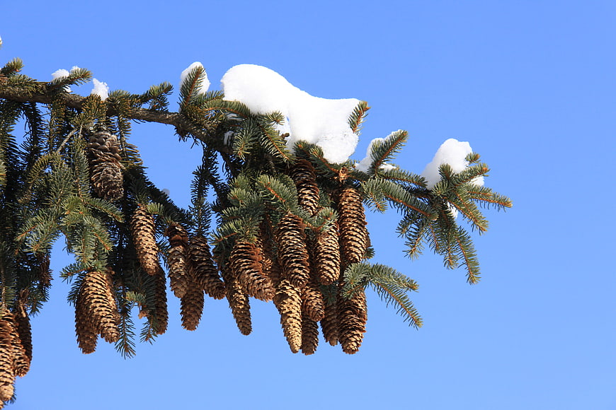 Snow-covered spruce branch with pine cones against blue sky