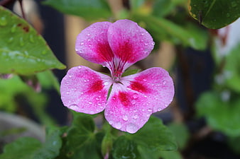 Pink Geranium Flower With Water Droplets On Petals