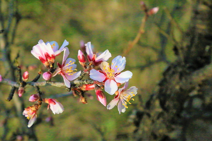 Pink Almond Blossoms on Branch in Spring