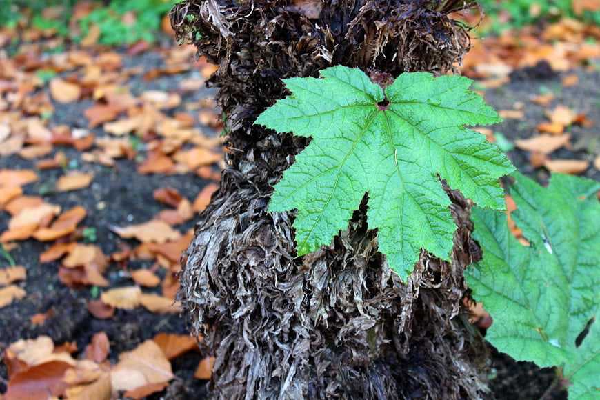 Close-up of vibrant green leaf on textured plant stem