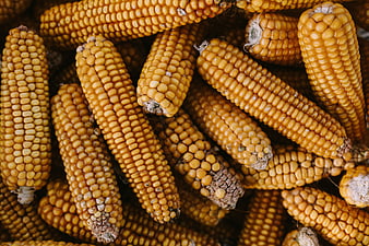 Top View of Dried Yellow Corn Cobs Pile