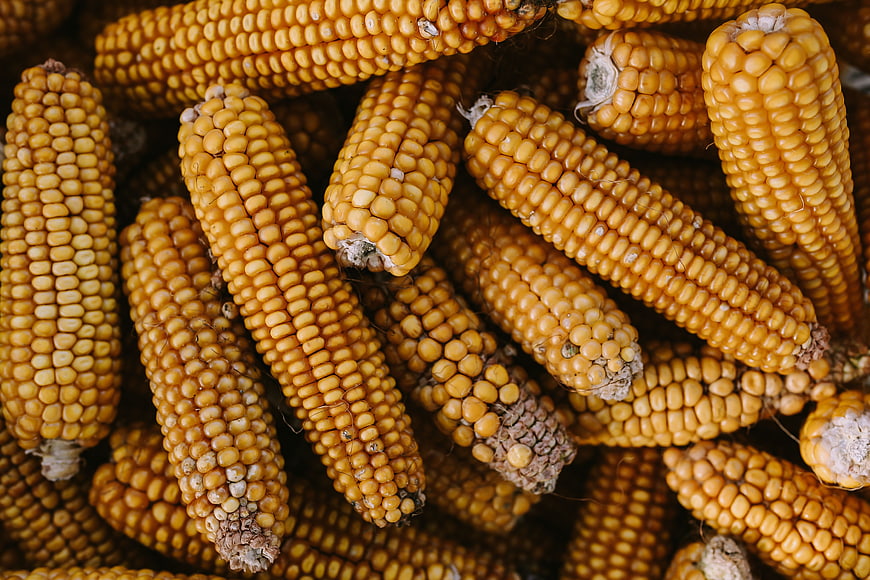 Top View of Dried Yellow Corn Cobs Pile