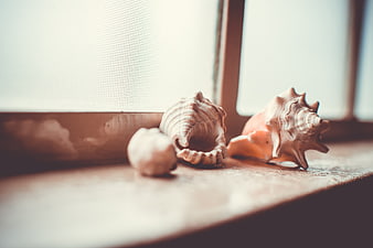Seashells on Wooden Window Sill with Soft Natural Light