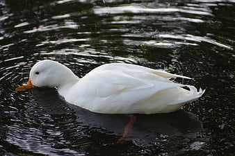 White duck swimming in dark rippling water