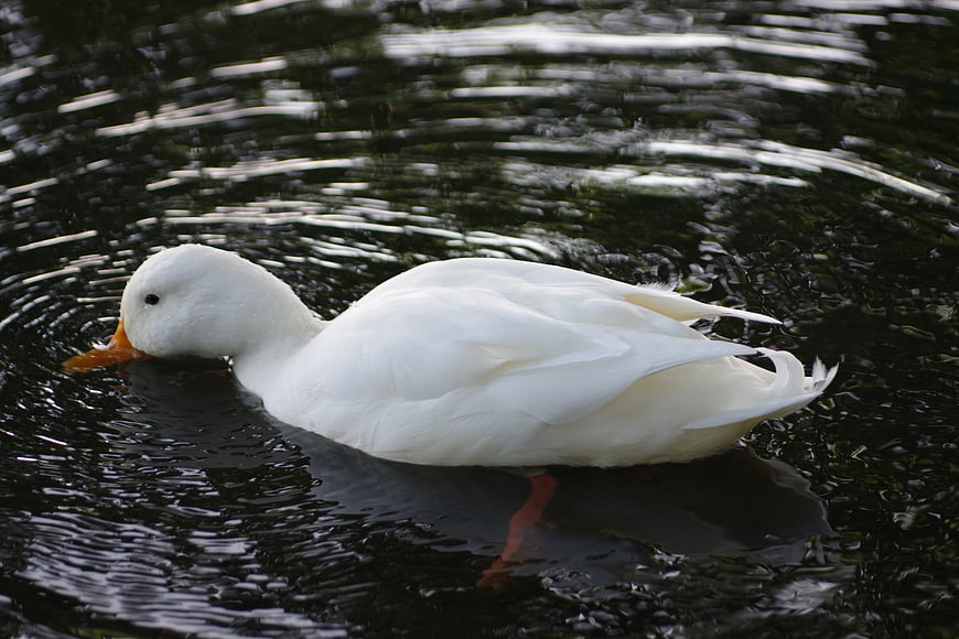 White duck swimming in dark rippling water
