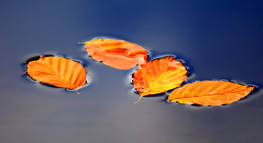 Orange autumn leaves floating on calm blue water surface