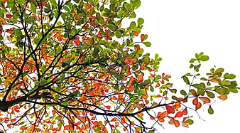Colorful Indian Almond Tree Branches Against White Background