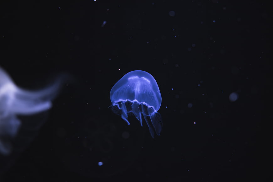 Glowing Blue Jellyfish Floating in Dark Water