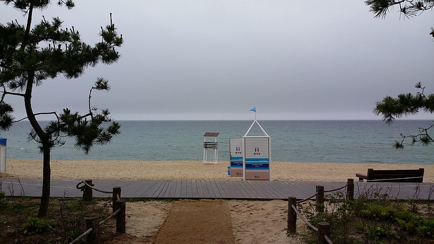 Overcast Beach Scene with Wooden Deck and Pine Trees