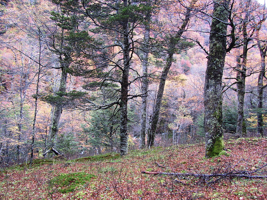 Autumn Forest Landscape With Tall Trees And Fallen Leaves