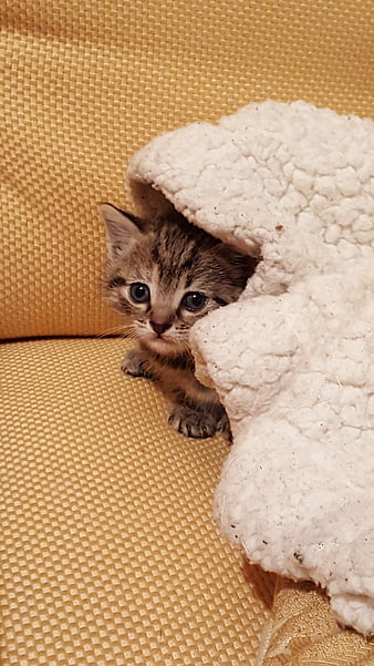 Cute Tabby Kitten Hiding Under White Blanket on Sofa