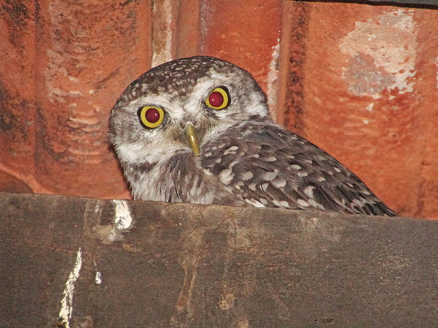 Close-up of a Spotted Owlet with Yellow Eyes