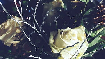 Close-up of white roses with silver branches and greenery