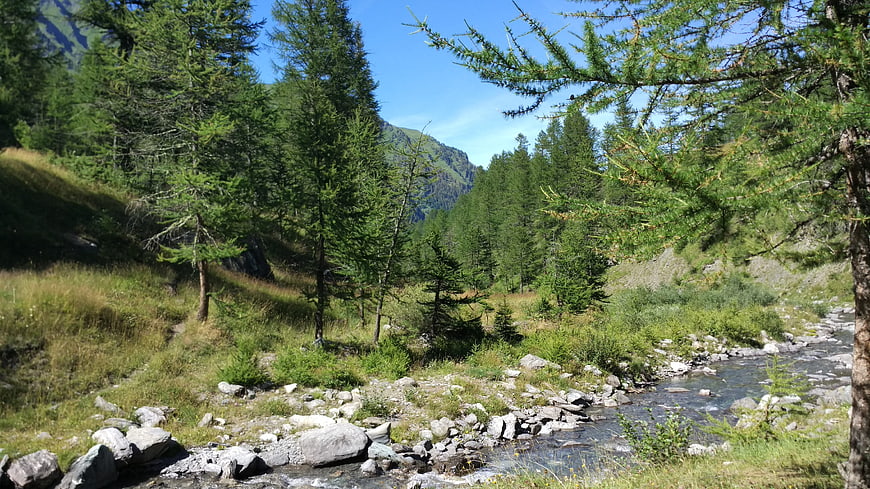 Serene Mountain Stream Flowing Through Pine Forest