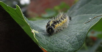 Macro shot of fuzzy caterpillar on green leaf