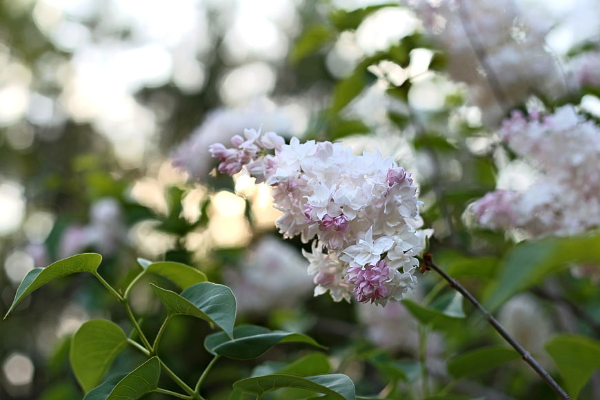 Close-up of white and pink lilac flowers in spring sunlight
