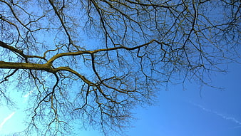 Bare tree branches against a clear blue sky