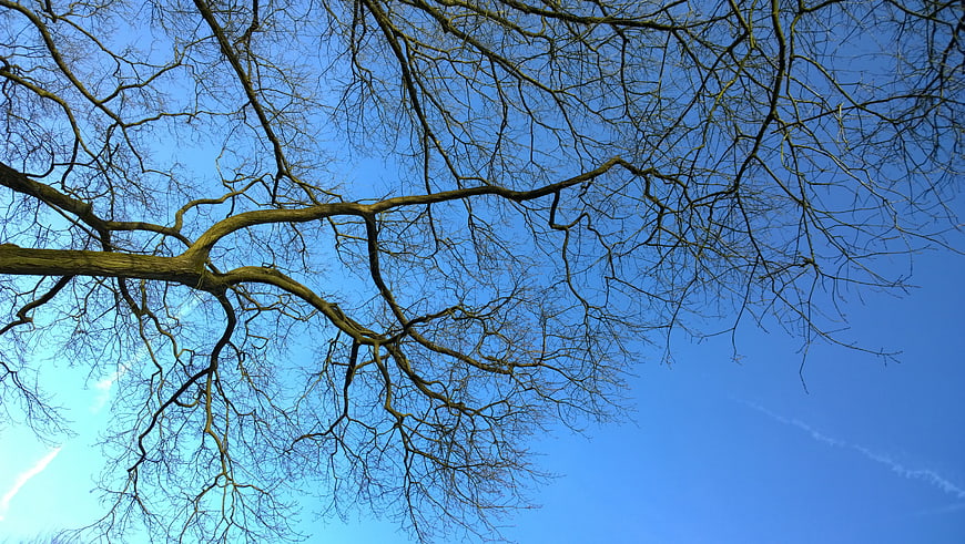 Bare tree branches against a clear blue sky