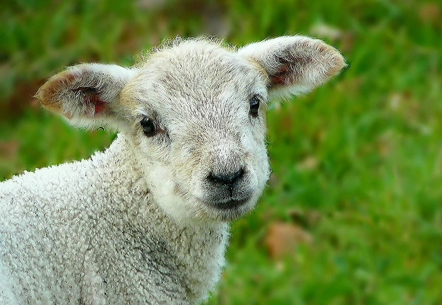 Cute white lamb portrait on green grass background