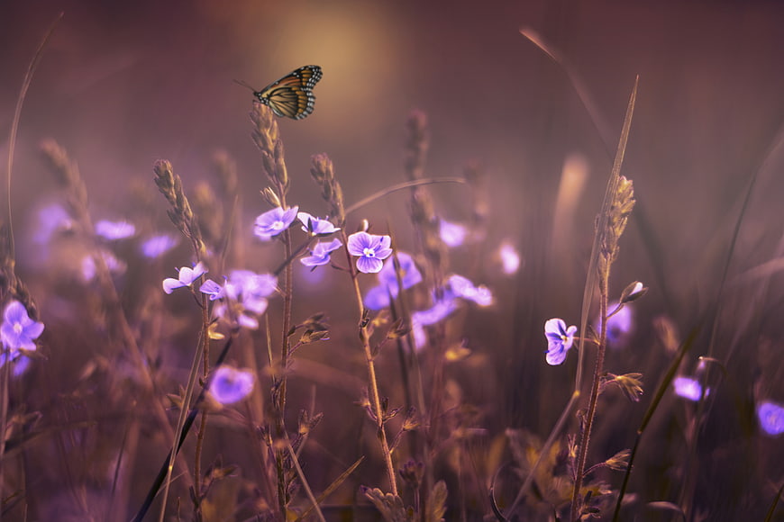 Monarch Butterfly on Purple Wildflowers in Meadow
