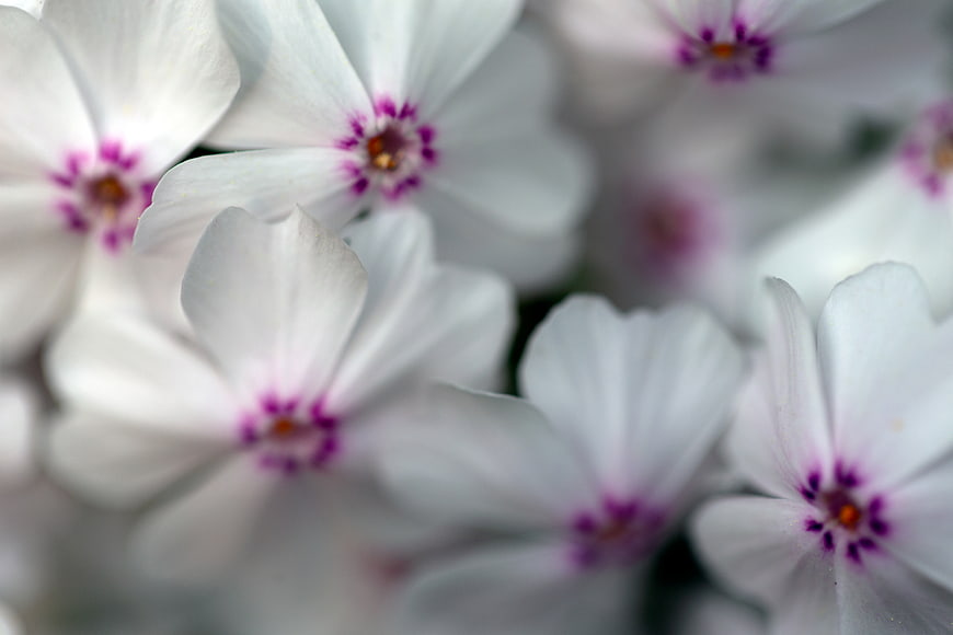 Close-up of white flowers with purple centers and soft focus
