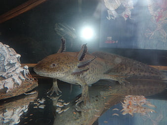 Axolotl in Aquarium Tank