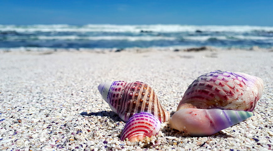 Colorful Seashells on Sandy Beach with Ocean Background