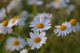 Close-up of white daisies in a sunny meadow