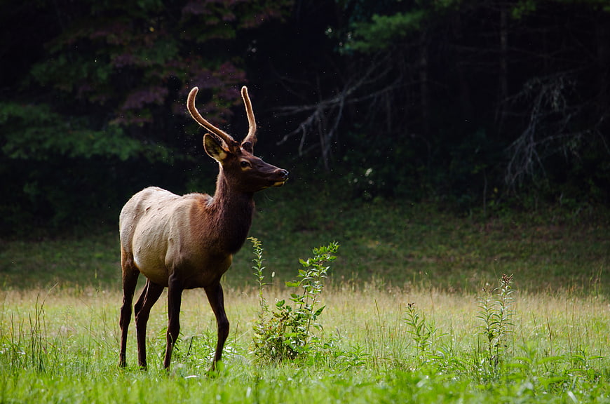 Young Elk with Velvet Antlers in Grassy Meadow