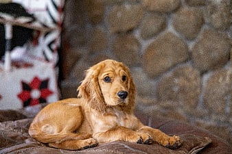 Cute Golden Retriever Puppy Lying on Leather Sofa
