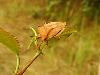 Close-up of Brown Stink Bug on Green Leaf