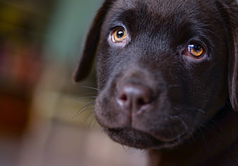 Close-up portrait of a chocolate Labrador puppy with amber eyes