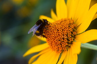 Close-up of a bumblebee pollinating a yellow flower
