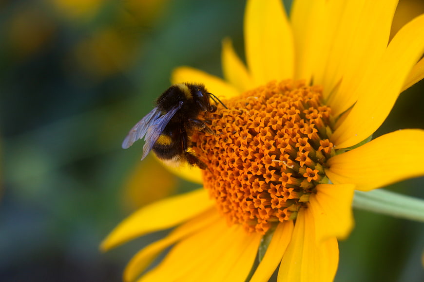 Close-up of a bumblebee pollinating a yellow flower