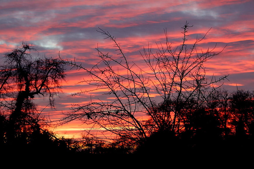 Dramatic red sunset sky with silhouetted bare tree branches