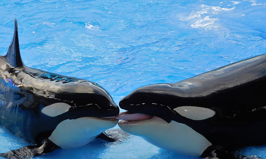 Two Killer Whales Interacting In Blue Water