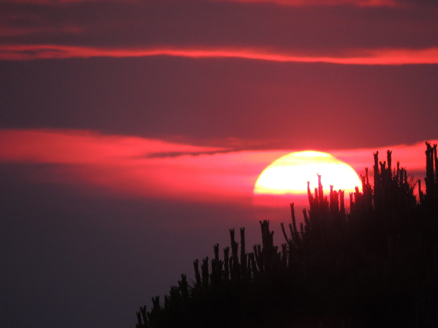 Vibrant red sunset behind silhouetted pine tree branches