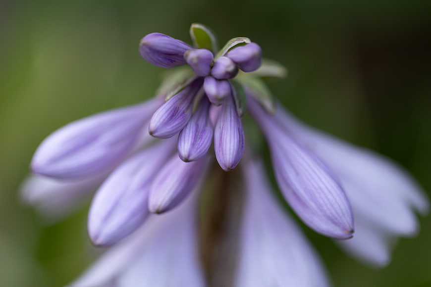 Close-up of purple hosta flower buds with green background
