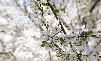 White cherry blossoms on a branch with soft bokeh background