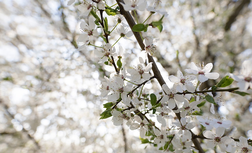 White cherry blossoms on a branch with soft bokeh background