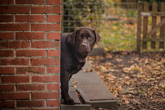 Chocolate Labrador Retriever Standing by Brick Wall in Autumn