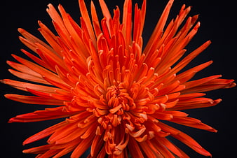 Vibrant Orange Chrysanthemum Macro on Black Background