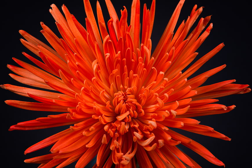 Vibrant Orange Chrysanthemum Macro on Black Background