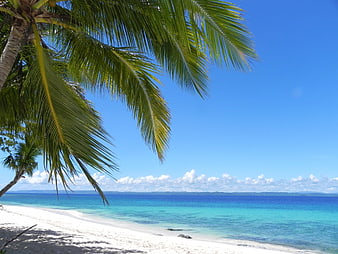 Tropical Palm Tree Overlooking White Sandy Beach and Turquoise Ocean