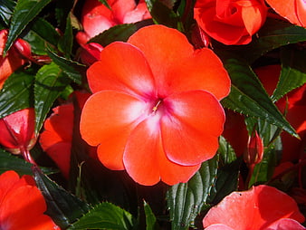 Vibrant Orange Impatiens Flower Close-Up