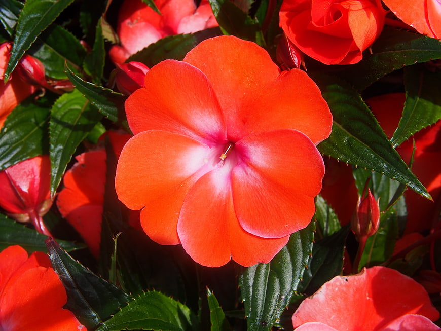 Vibrant Orange Impatiens Flower Close-Up